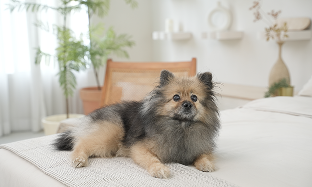 Diarrhée chez le chien : causes, symptômes et traitements